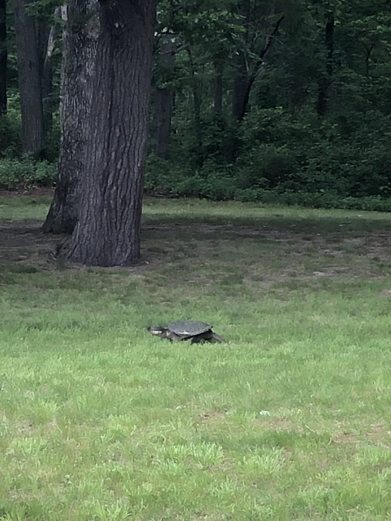 Snapping turtle at Stoddard Park/Lake Winthrop